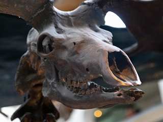 A close-up view of a fossilized skull, likely of an herbivorous mammal, with a large nasal cavity and worn teeth. The texture of the bone appears rough and aged, indicating its ancient origin. The background is out of focus but suggests an indoor display setting, possibly a museum.