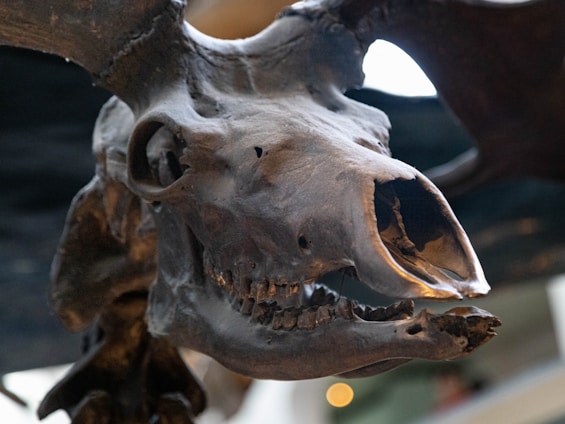 A close-up view of a fossilized skull, likely of an herbivorous mammal, with a large nasal cavity and worn teeth. The texture of the bone appears rough and aged, indicating its ancient origin. The background is out of focus but suggests an indoor display setting, possibly a museum.