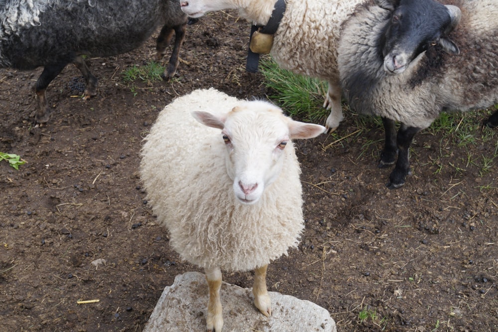 a herd of sheep standing on top of a dirt field