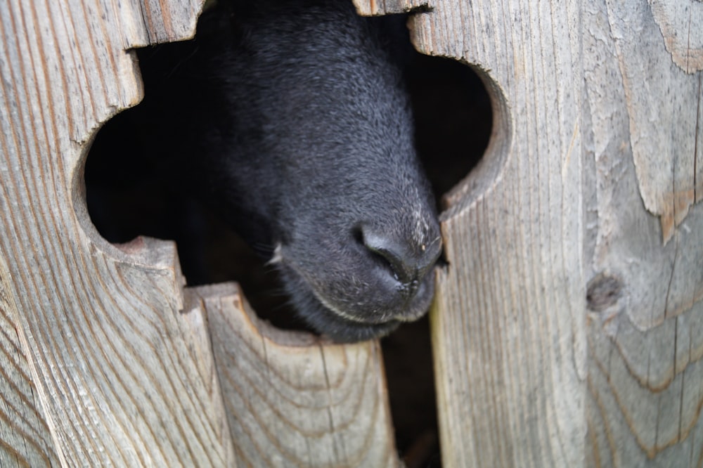a black sheep poking its head out of a wooden fence