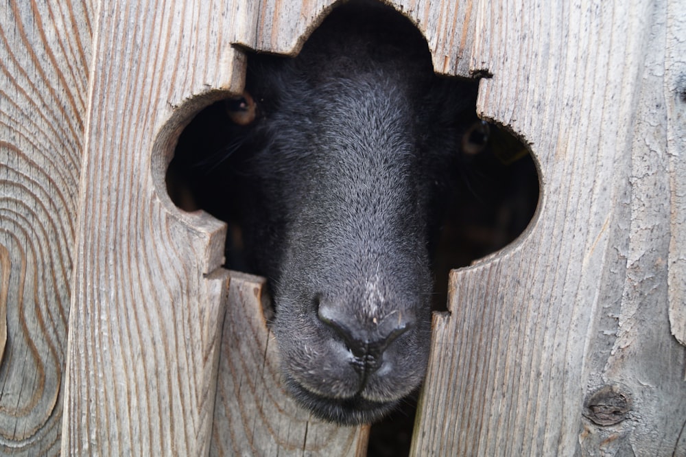 a close up of a sheep poking its head out of a wooden fence