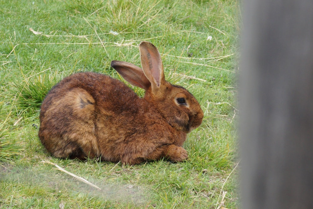 un lapin brun assis au sommet d’un champ verdoyant