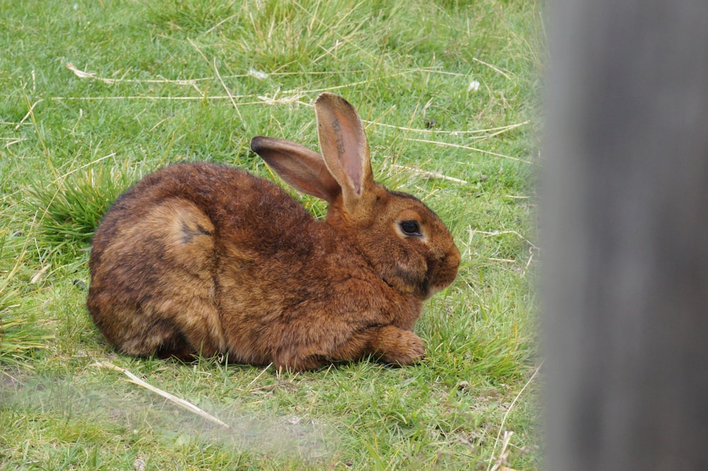 a brown rabbit sitting on top of a lush green field