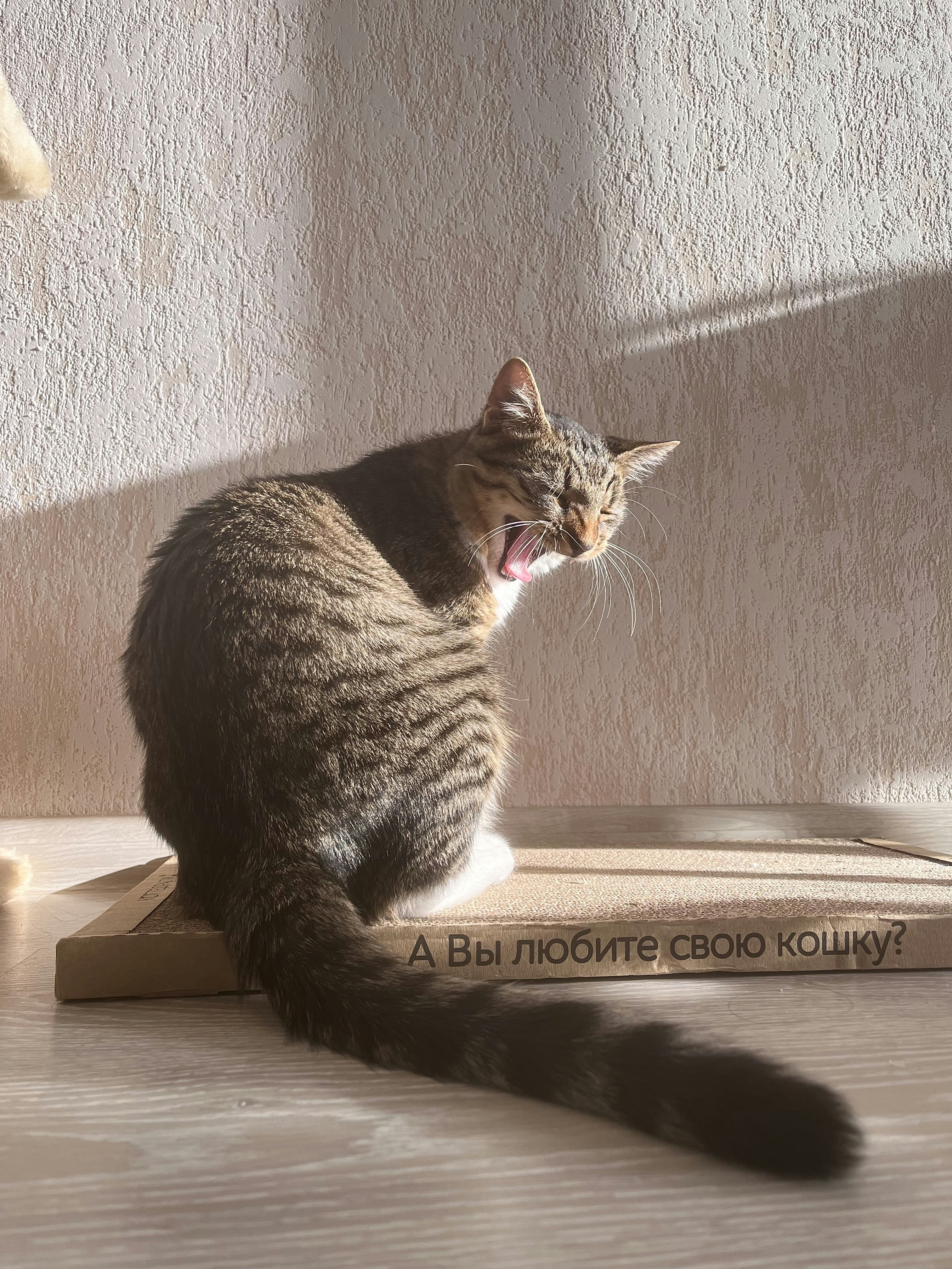 Котик до грумінгу
