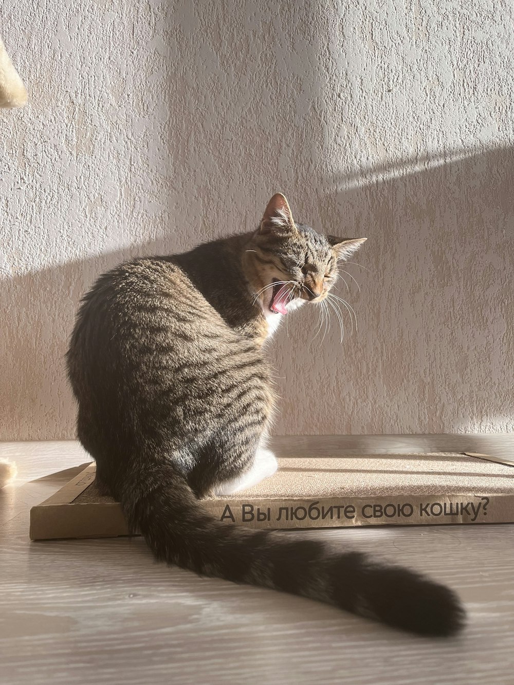 a cat yawns while sitting on a book