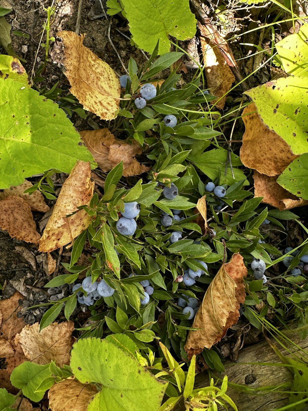 a bunch of blue berries are growing on the ground