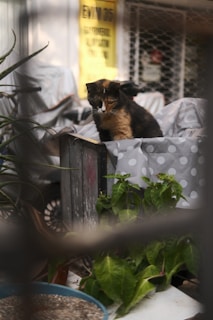 A calico cat sits on a polka-dotted fabric inside a wooden crate, surrounded by green plants. In the background, there is a yellow sign with text and a wire mesh fence.