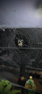 A modern dark-themed website layout showcasing a spider-web design.