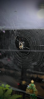 A modern dark-themed website layout featuring a spider-web design.