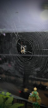 A modern dark-themed website layout featuring a spider-web design.