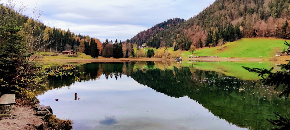 a body of water surrounded by a forest