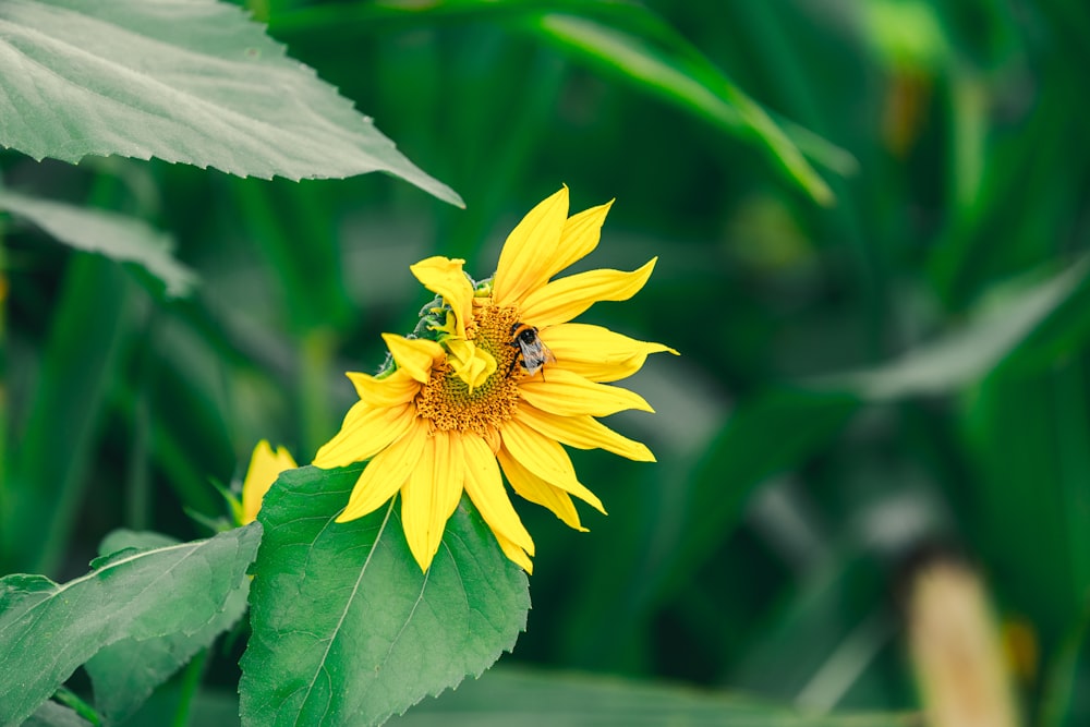 a yellow flower with a bee on it