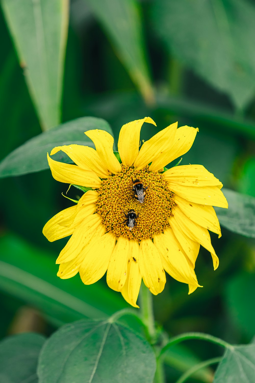 a yellow flower with two bees on it