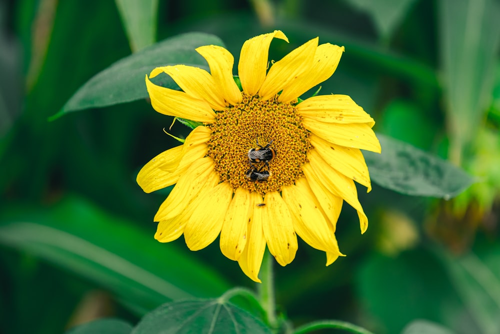 a yellow sunflower with a bee on it