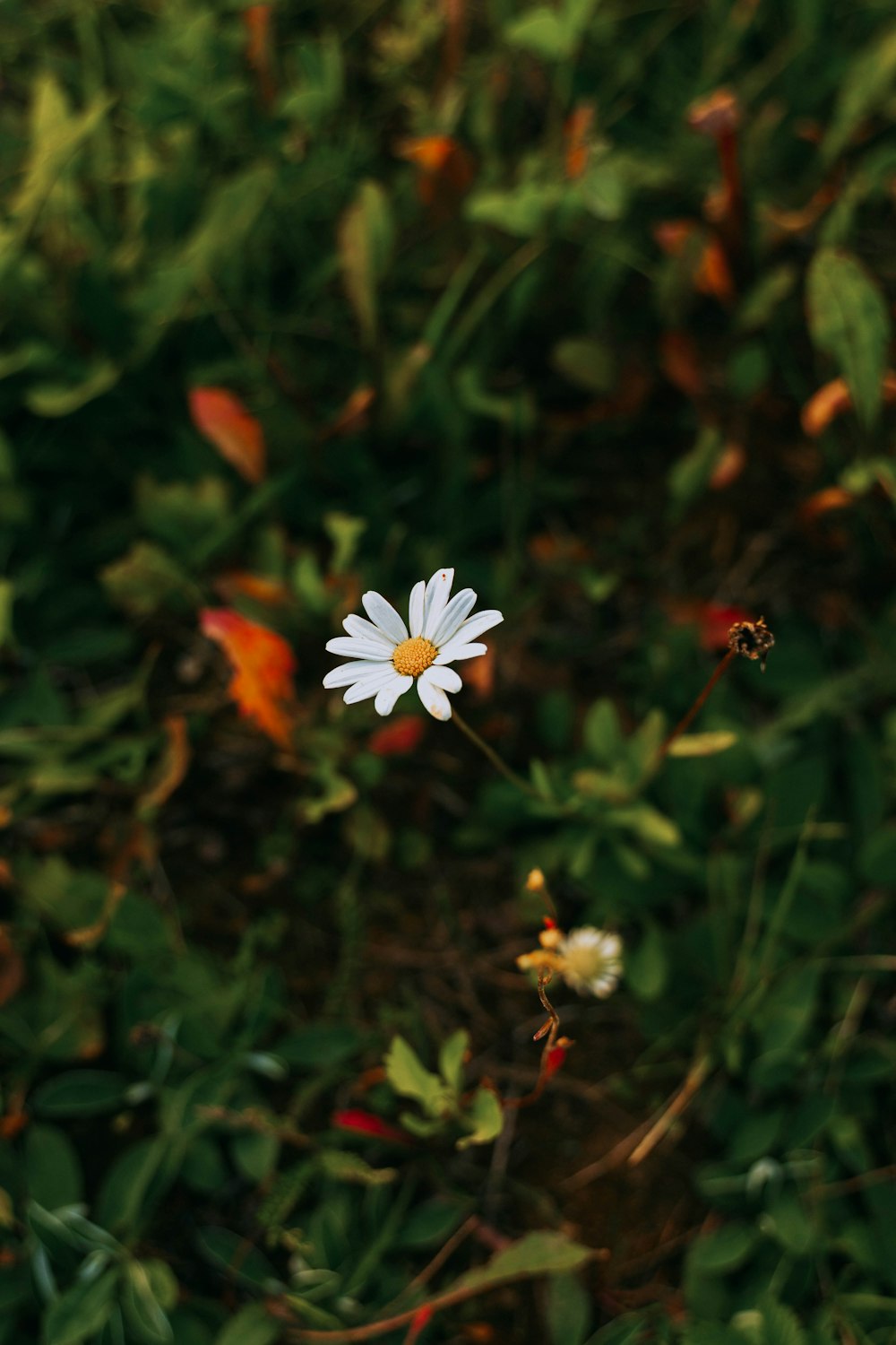 une seule fleur blanche assise au milieu d’un champ