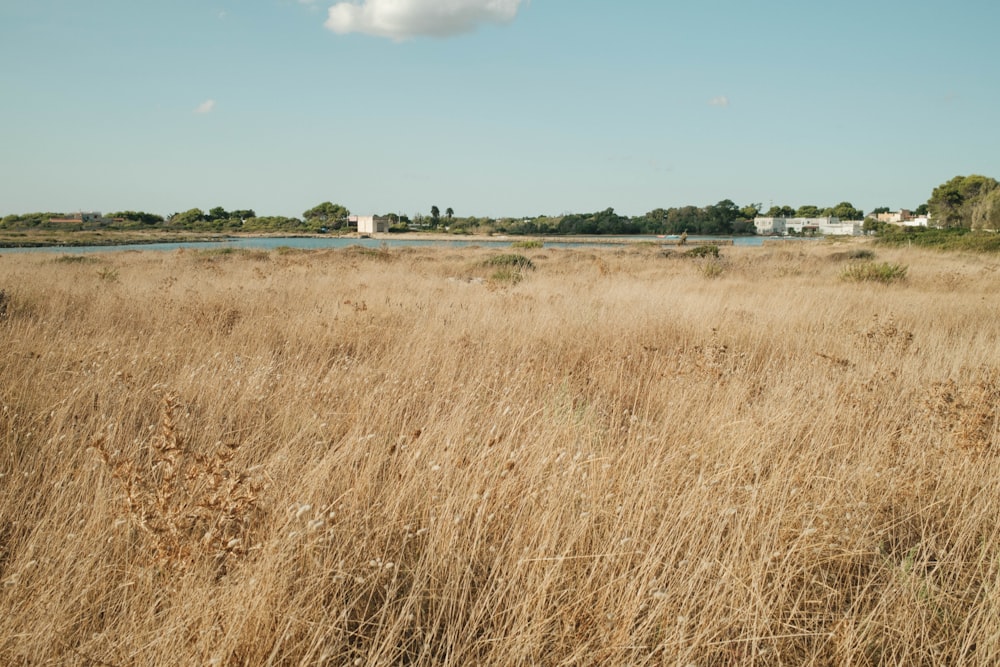 a field of tall grass with a body of water in the background