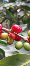 Close-up of ripe coffee cherries hanging on lush green branches under soft morning light.