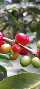 Close-up of a coffee plant branch with ripe red cherries ready for harvest under soft natural light.