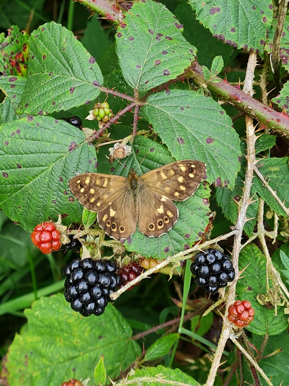 a butterfly sitting on top of a bunch of berries