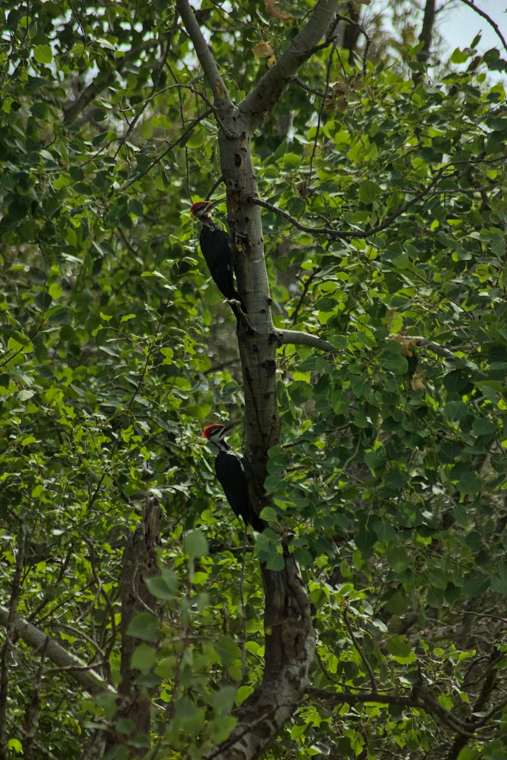 a couple of black birds sitting on top of a tree