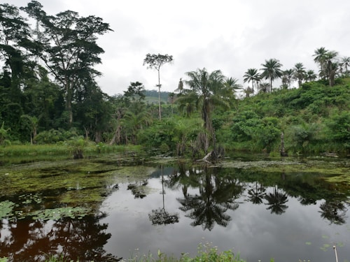 A lush, green landscape featuring dense tropical vegetation surrounding a calm body of water. Tall trees, including various palm species, rise from the ground, creating reflections on the surface of the pond. The vegetation appears dense, with a mix of different tree species and undergrowth, suggesting a rich and diverse ecosystem.