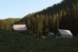 Three rustic wooden cabins are nestled in a clearing surrounded by dense evergreen forest. The cabins have weathered roofs and are set against a backdrop of tall trees that extend up a hillside. The sunlight casts dappled shadows on the grass-covered slope in the foreground.