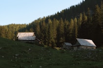Three rustic wooden cabins are nestled in a clearing surrounded by dense evergreen forest. The cabins have weathered roofs and are set against a backdrop of tall trees that extend up a hillside. The sunlight casts dappled shadows on the grass-covered slope in the foreground.