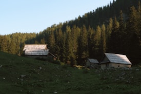 Three rustic wooden cabins are nestled in a clearing surrounded by dense evergreen forest. The cabins have weathered roofs and are set against a backdrop of tall trees that extend up a hillside. The sunlight casts dappled shadows on the grass-covered slope in the foreground.
