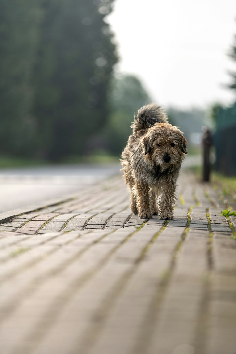 a small brown dog walking down a sidewalk
