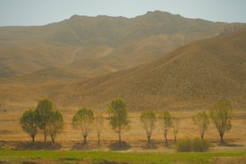 a herd of cattle grazing on a dry grass field
