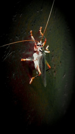 A close-up view of a cricket with its elongated antennae resting on a dark, rough surface. The image highlights the intricate details of the insect's wings and legs.