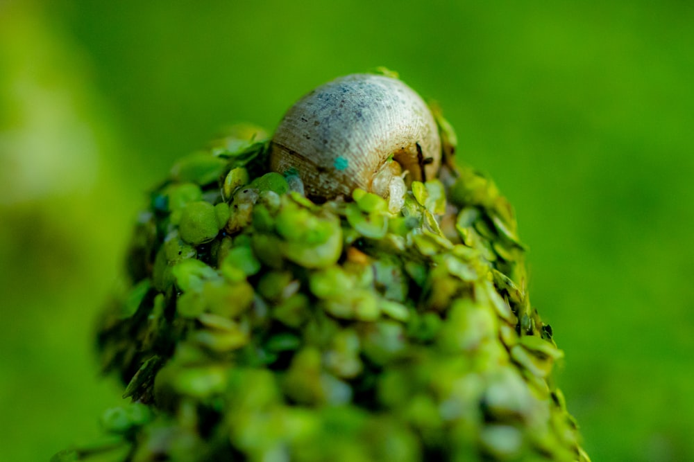 a close up of a green plant with a snail on it