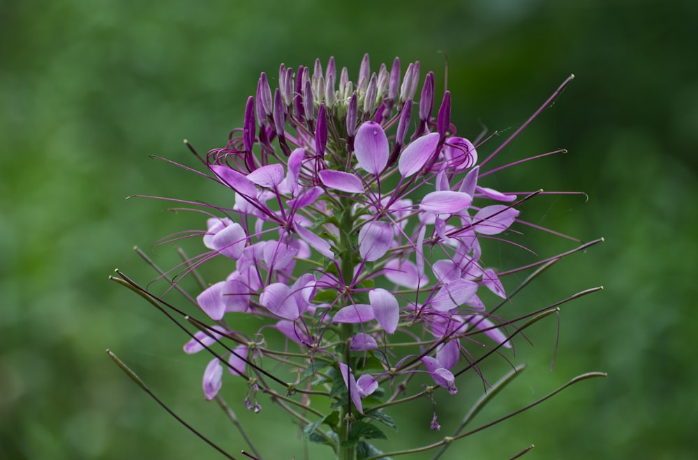 a close up of a purple flower on a stem