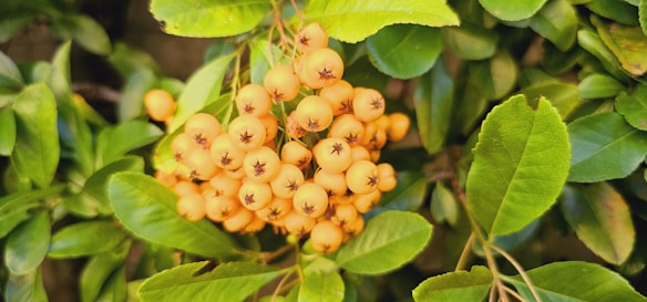 A cluster of vibrant orange berries surrounded by lush green leaves on a plant. The leaves are glossy and vary in shades of green, creating a rich contrast with the berries. Some leaves show slight imperfections or variations, adding a natural element.
