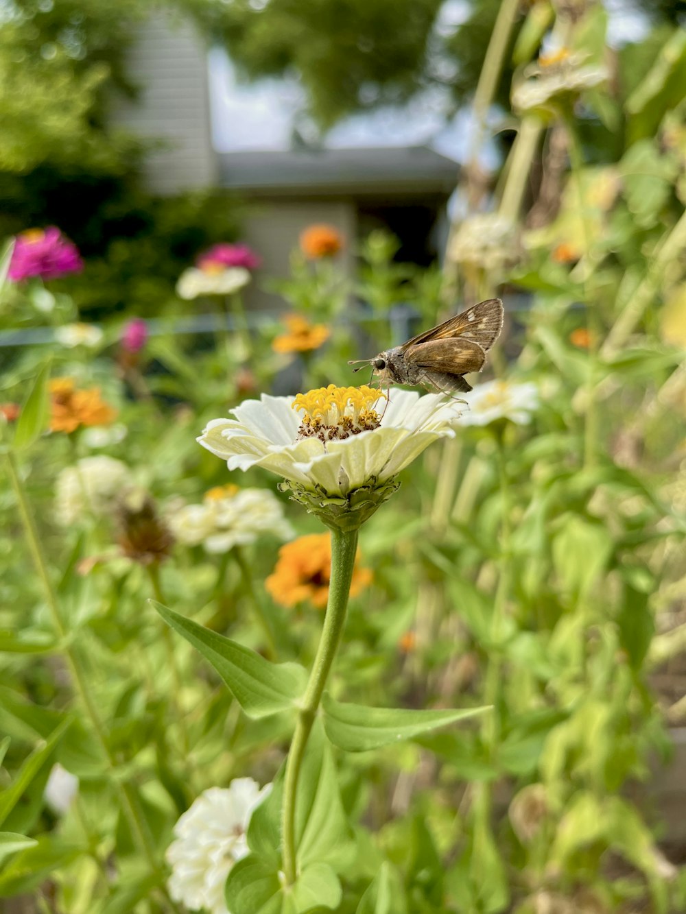 a butterfly sitting on top of a white flower