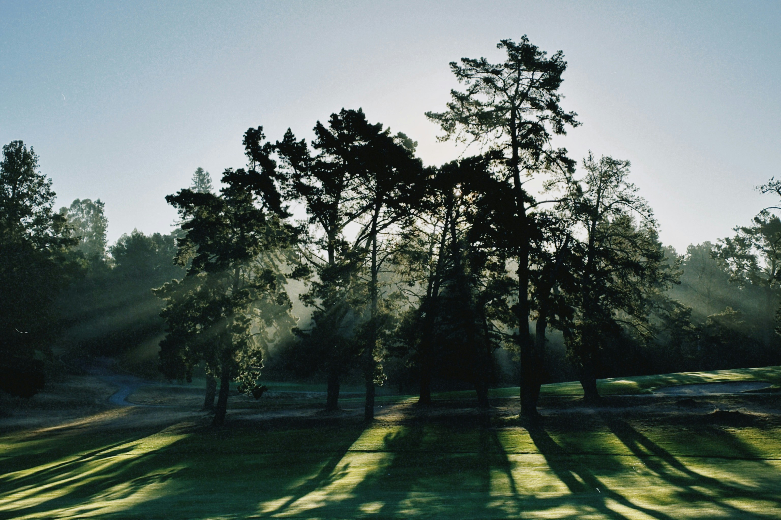 Sunlight through trees