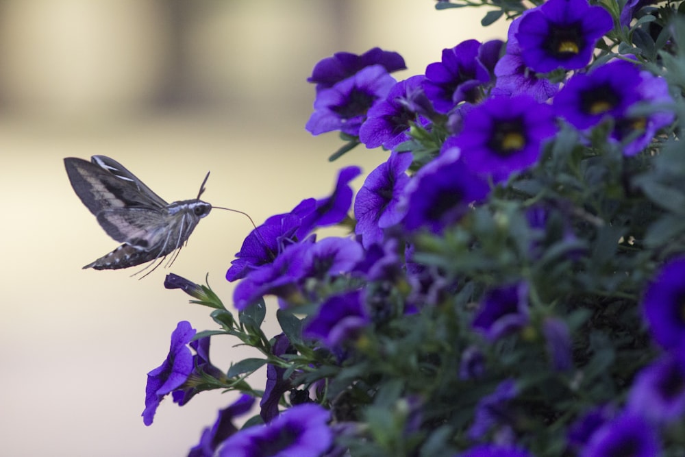 Un colibrí volando sobre un ramo de flores púrpuras