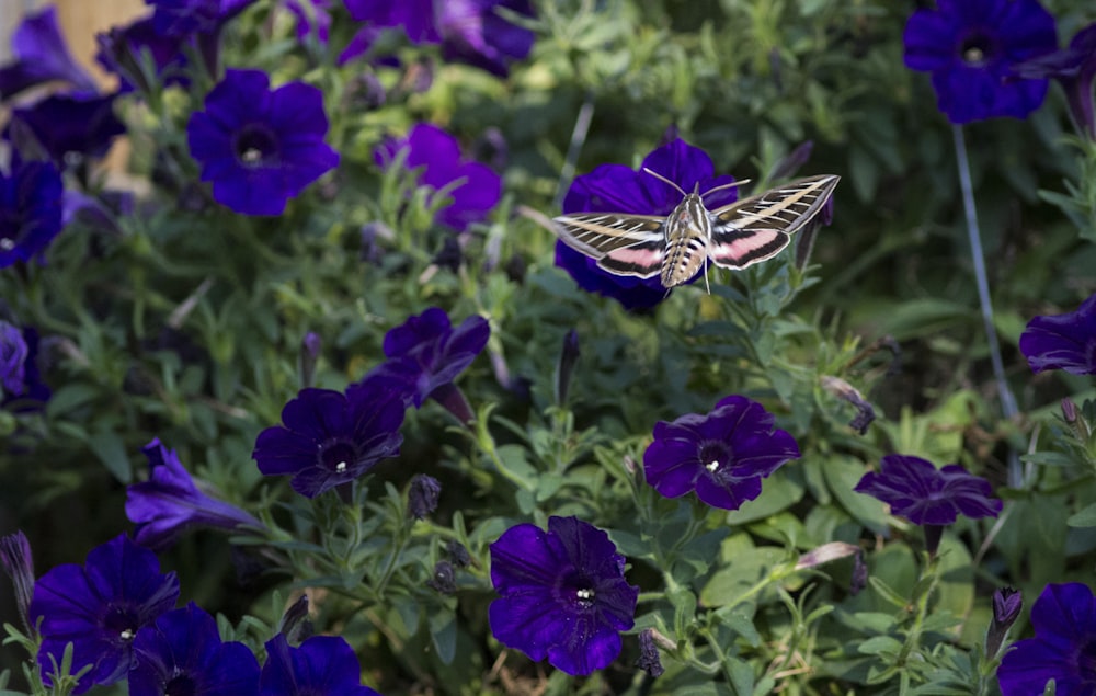 una mariposa que está sentada sobre unas flores púrpuras