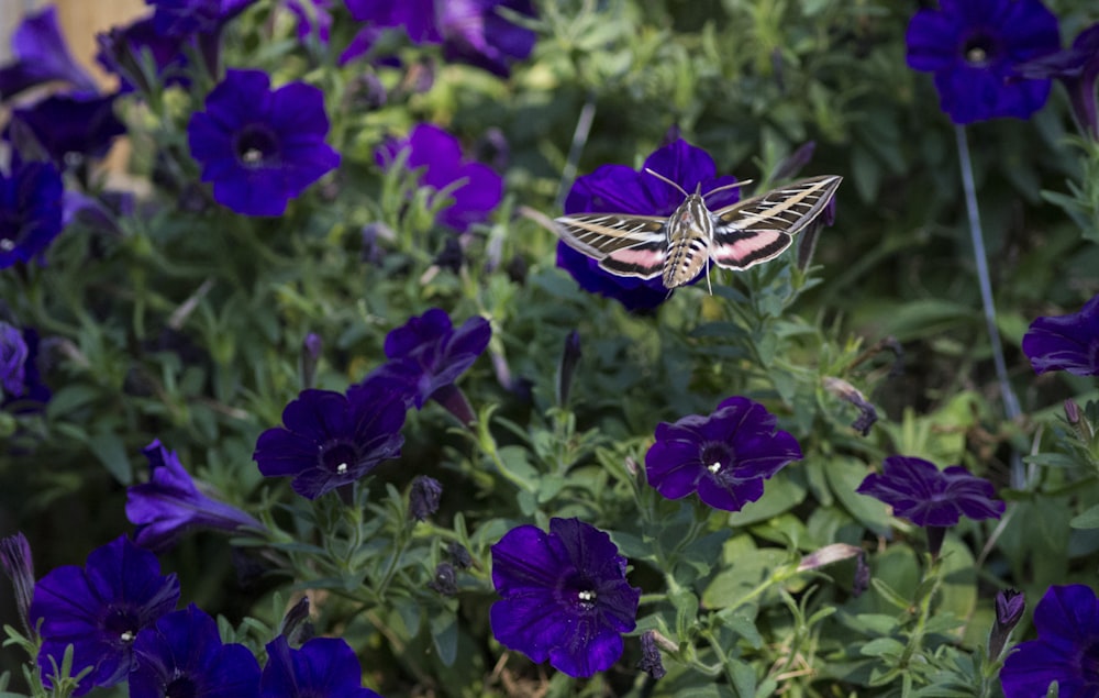 una farfalla che è seduta su alcuni fiori viola