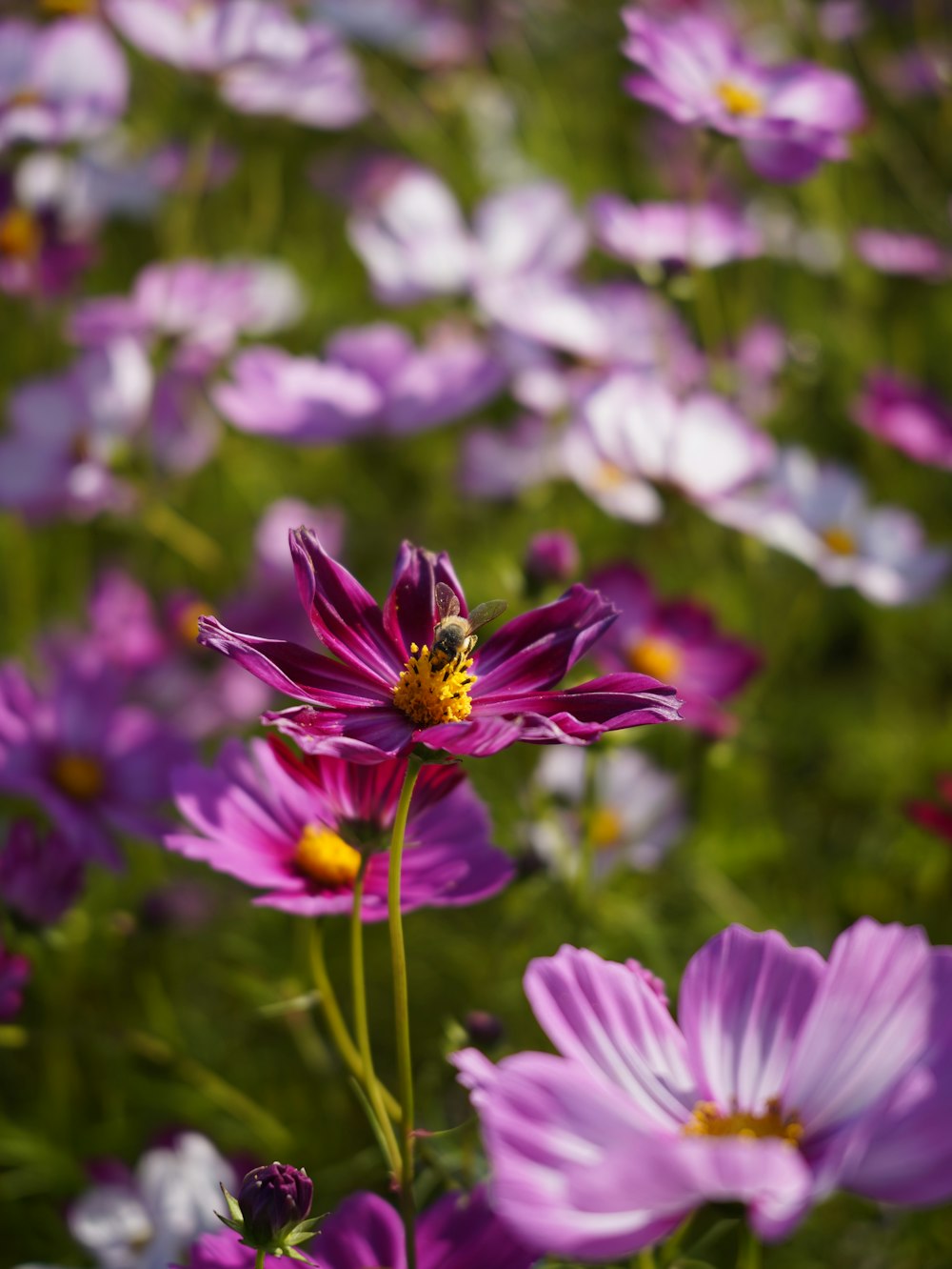 a field full of purple and white flowers