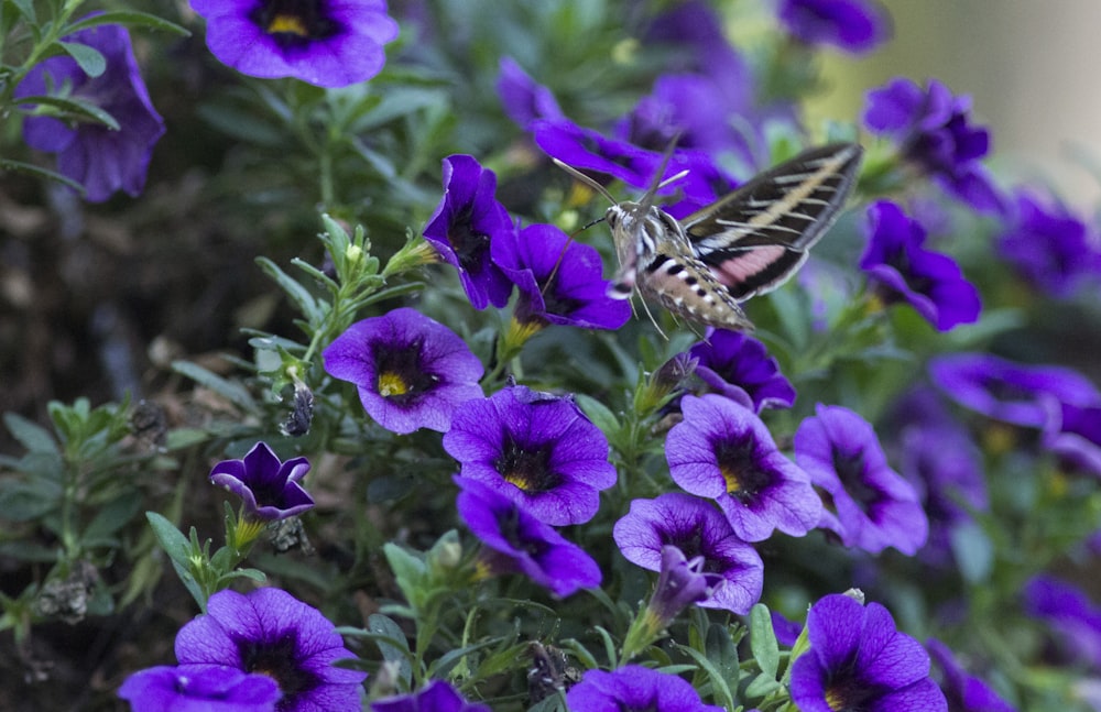Un primer plano de una mariposa en una flor