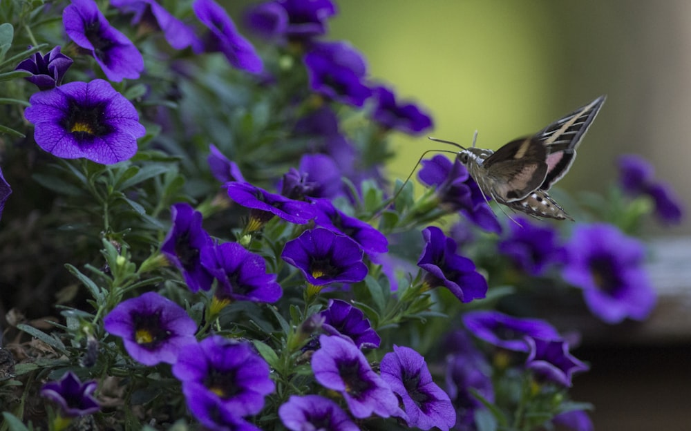 un colibrì che vola sopra un mazzo di fiori viola