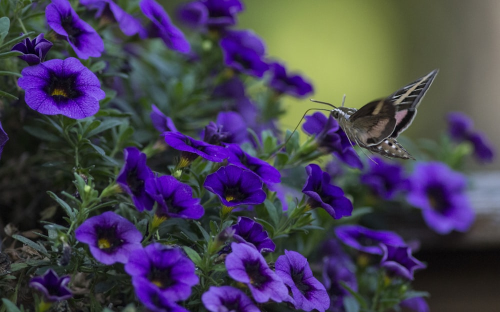 紫色の花の束の上を飛ぶハチドリ