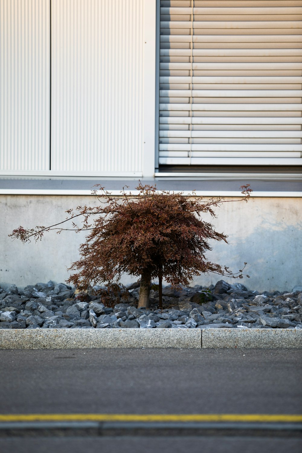 a small tree sitting in the middle of a graveled area