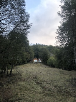 A cozy tiny house surrounded by nature.