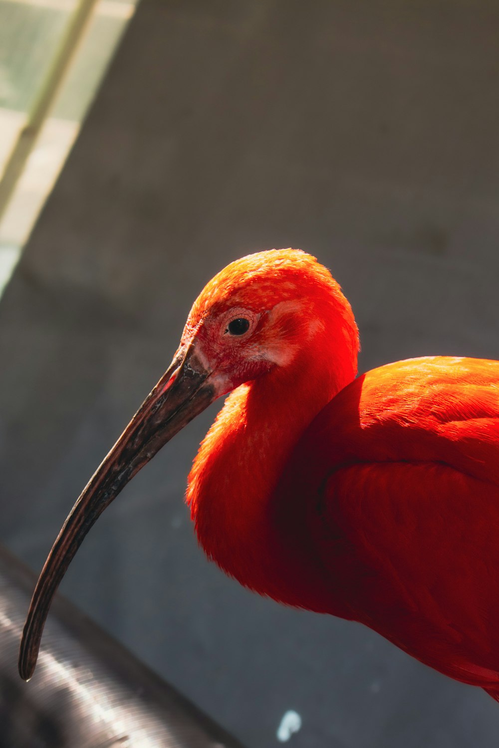 a close up of a red bird with a long beak
