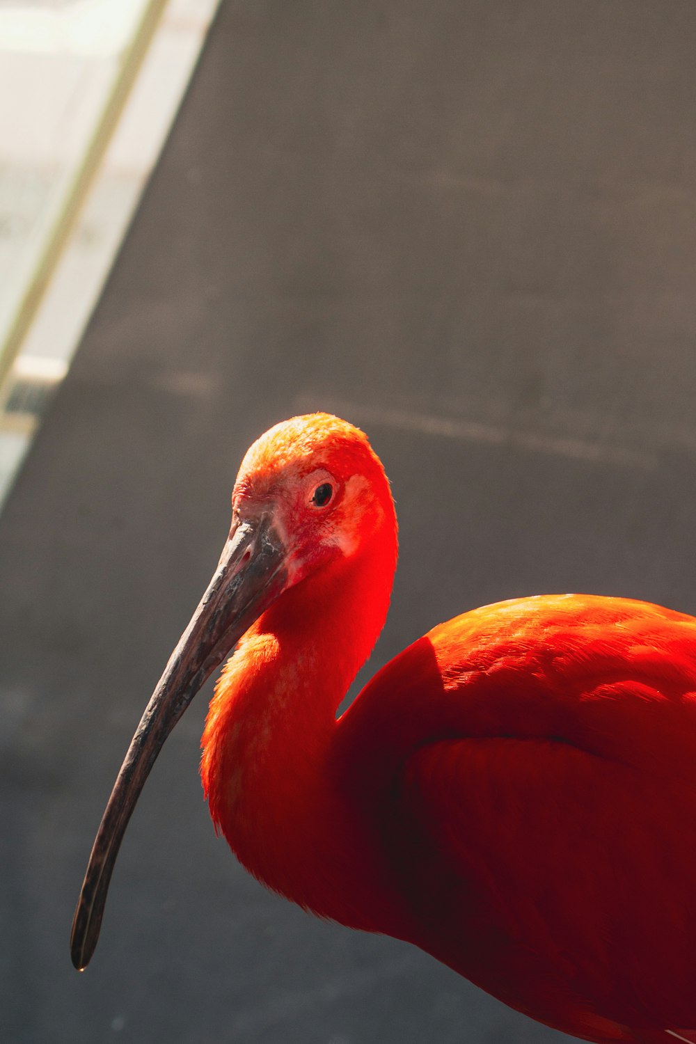 a close up of a red bird with a long beak