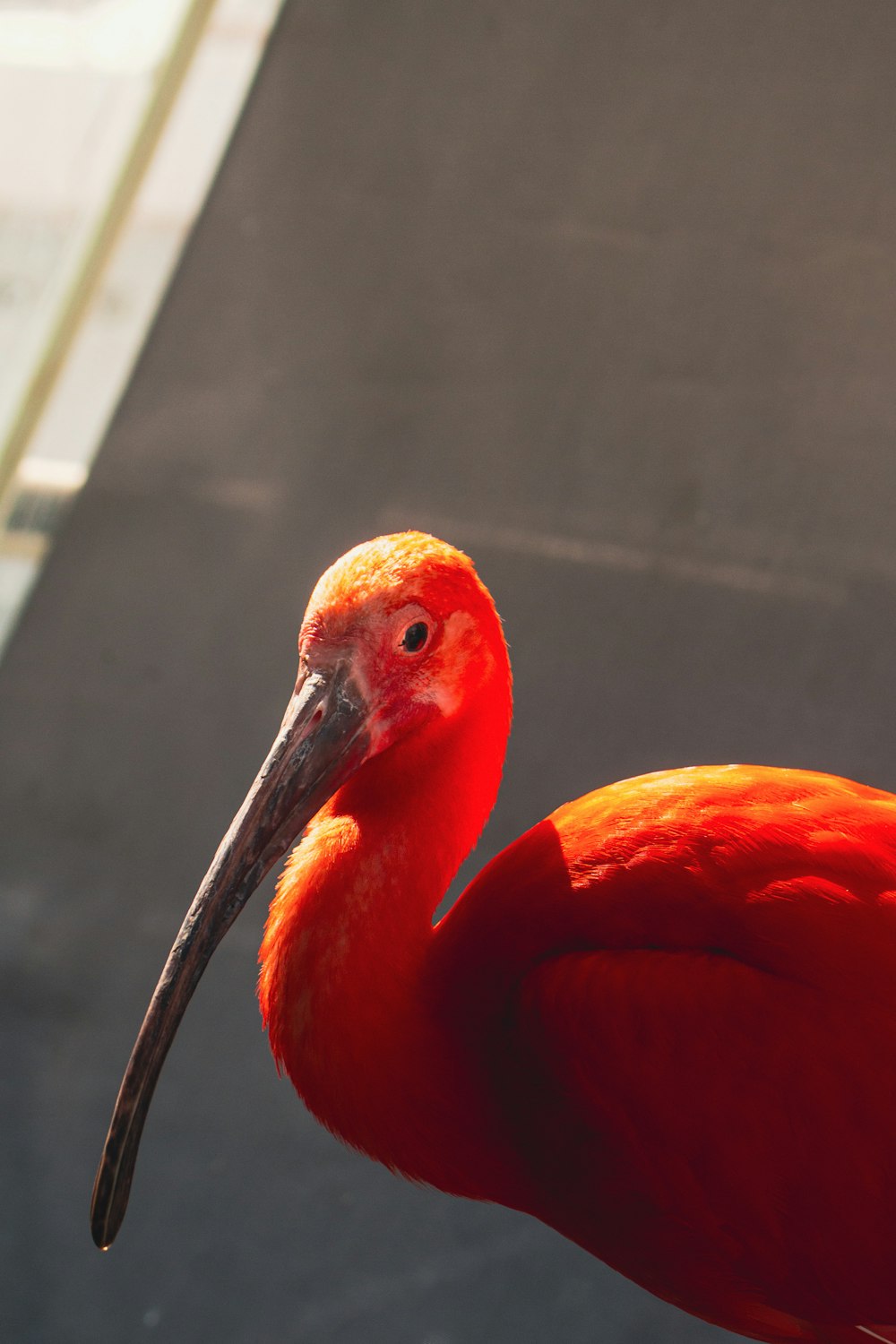 Un primer plano de un pájaro rojo con un pico largo
