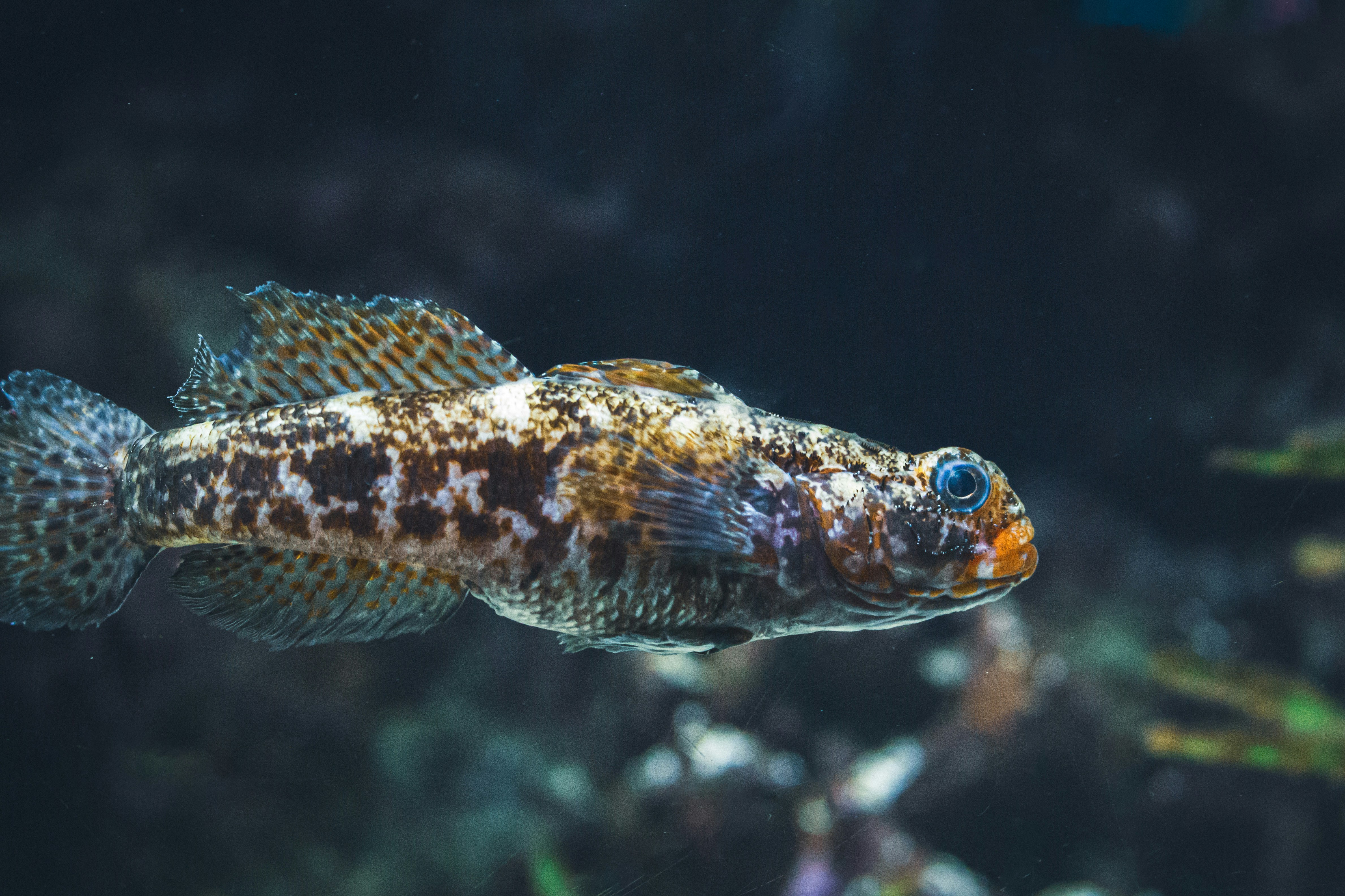 Close-up ikan di akuarium