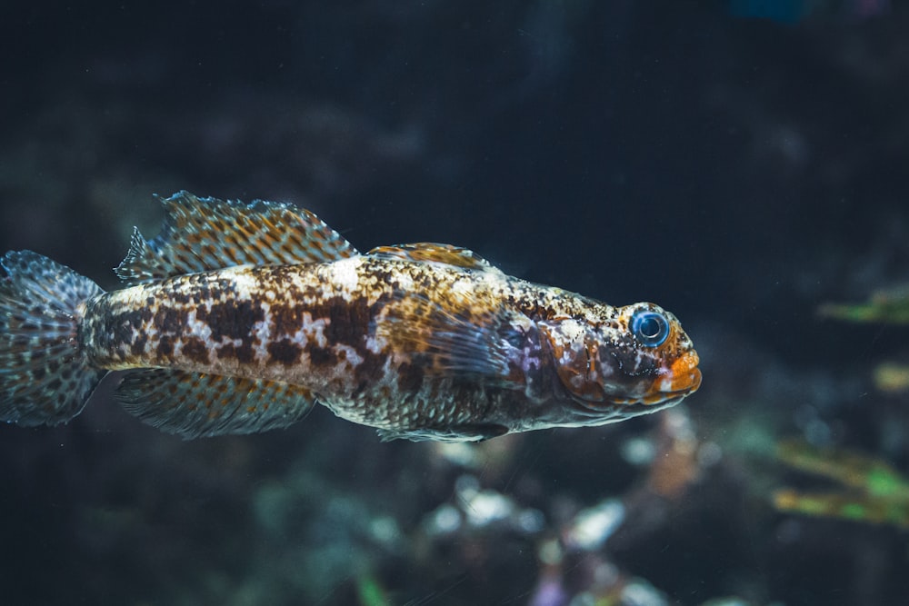 a close up of a fish in an aquarium